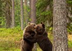 Judy Smith_Brown Bears at Play Finland.jpg